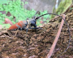 Sternotomis rufozonata