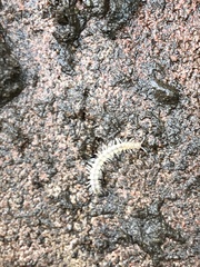 Brachydesmus superus