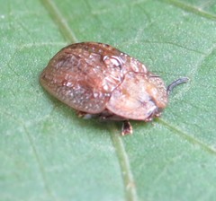 Laccoptera corrugata