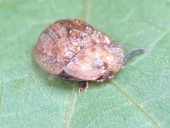 Laccoptera corrugata