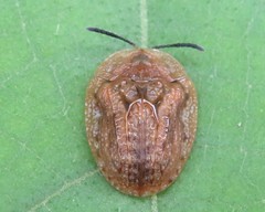Laccoptera corrugata
