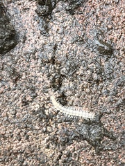 Brachydesmus superus