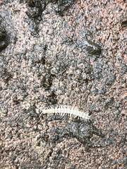 Brachydesmus superus