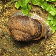 Rhysotina hepatizon