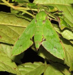 Euchloron megaera serrai