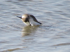 Calidris alpina