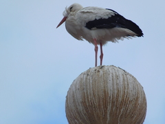 Ciconia ciconia