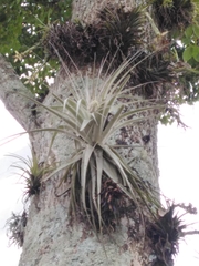 Tillandsia gardneri