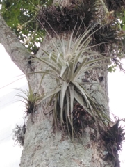 Tillandsia gardneri