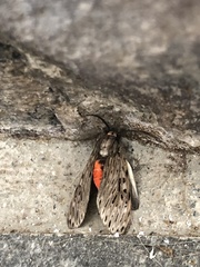 Eucereon erythrolepsis