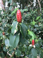 Costus woodsonii