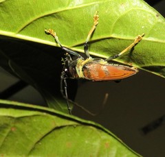 Sternotomis rufozonata