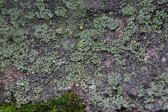 Physcia millegrana