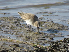Calidris alpina