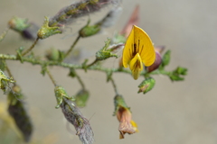 Adesmia atacamensis