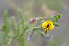 Adesmia atacamensis