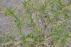 Adesmia atacamensis