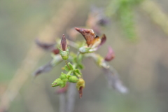 Adesmia atacamensis
