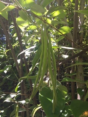 Elytropus chilensis