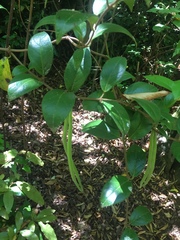 Elytropus chilensis