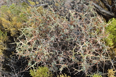 Adesmia spinosissima