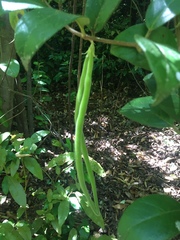 Elytropus chilensis