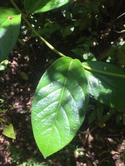 Elytropus chilensis