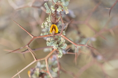 Adesmia spinosissima