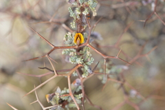 Adesmia spinosissima