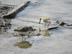 Calidris alpina