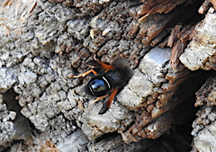 Hypodynerus vespiformis