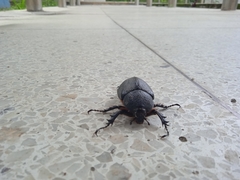 Coleoptera