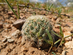 Coryphantha gracilis