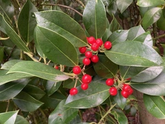 Ilex × altaclerensis