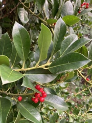 Ilex × altaclerensis