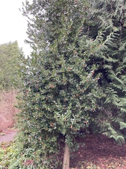 Ilex × altaclerensis