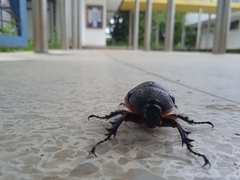 Coleoptera