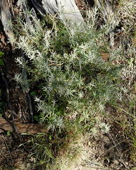 Chiliotrichum diffusum