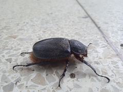 Coleoptera
