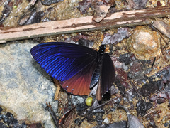 Papilio paradoxa