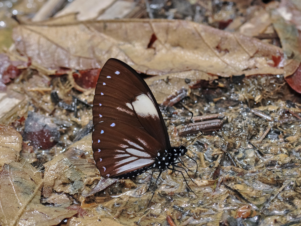 Great Blue Mime Swallowtail