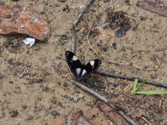 Papilio paradoxa