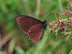Papilio paradoxa