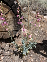 Penstemon floridus floridus