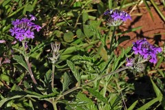 Glandularia tomophylla