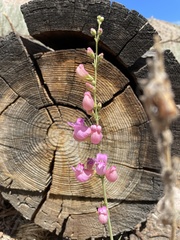 Penstemon floridus floridus