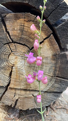 Penstemon floridus floridus