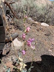 Penstemon floridus floridus