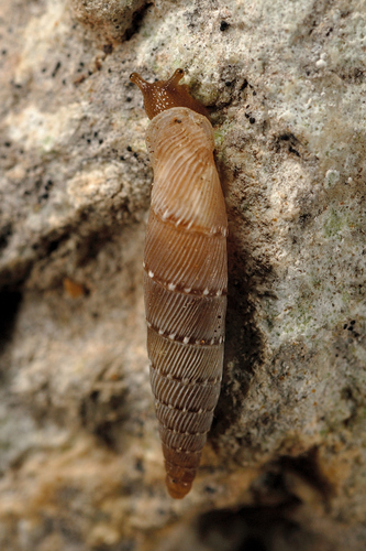 Cliveden Snail