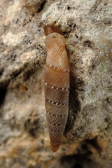 Papillifera papillaris